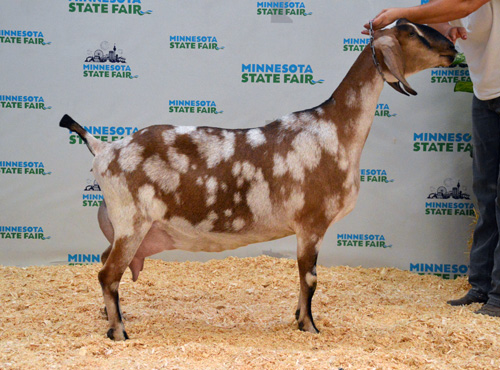 nubian show goats