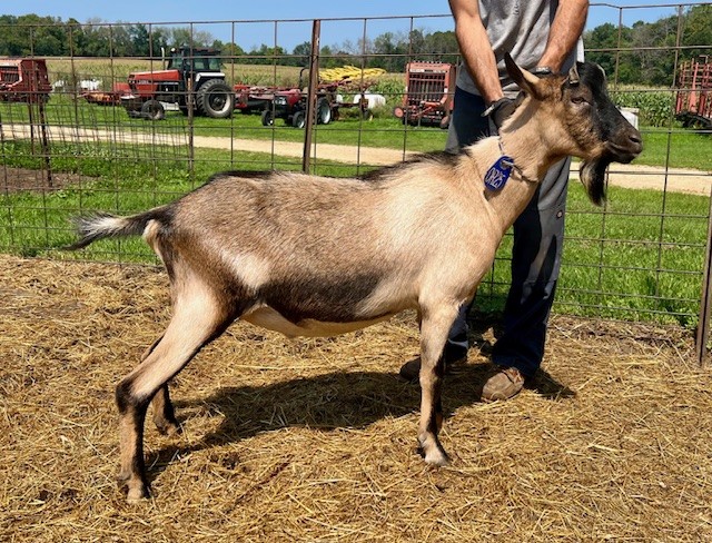 alpine buck for sale